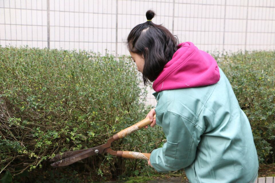 修剪 修剪
